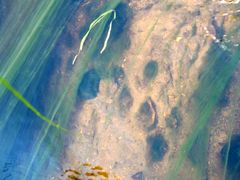 Cladophora glomerata