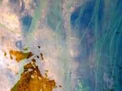 Cladophora glomerata