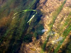 Cladophora glomerata