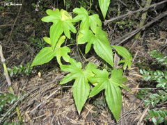 Dioscorea brachybotrya