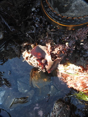 Constantinea simplex