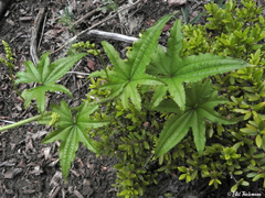 Dioscorea reticulata