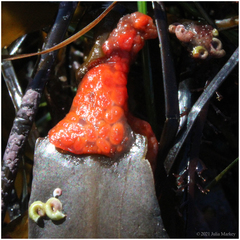 Metandrocarpa dura