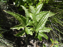 Dioscorea reticulata