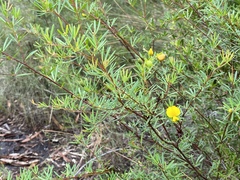 Gompholobium virgatum