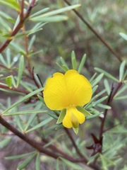 Gompholobium virgatum