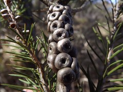 Melaleuca pityoides