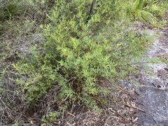 Gompholobium virgatum