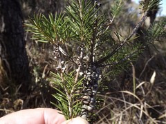 Melaleuca pityoides