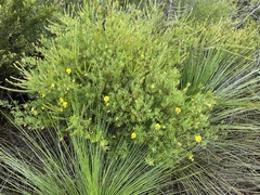 Gompholobium virgatum