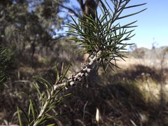 Melaleuca pityoides