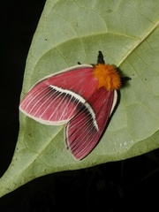 Pseudodirphia menander image
