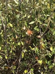 Diplolaena dampieri