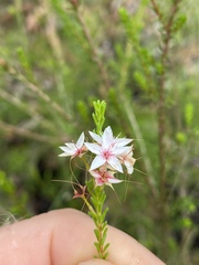 Calytrix tetragona