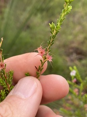 Calytrix tetragona