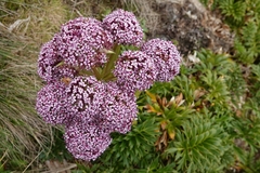 Anisotome latifolia
