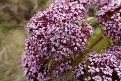 Anisotome latifolia