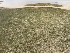Zostera muelleri