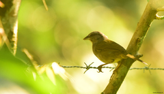 Arremonops chloronotus