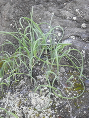 Allium dichlamydeum
