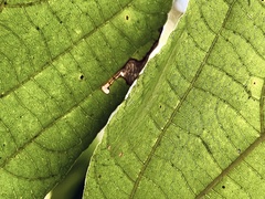 Sinomantis denticulata