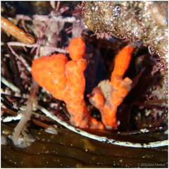 Metandrocarpa dura