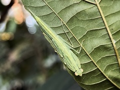 Sinomantis denticulata