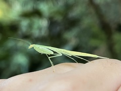 Sinomantis denticulata