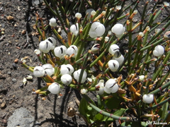 Ephedra frustillata