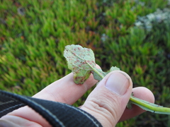 Miyagia pseudosphaeria