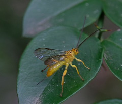 Theronia