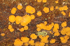 Dacrymyces corticioides