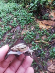 Drymaeus aequatorianus