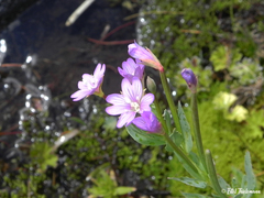 Epilobium glaucum