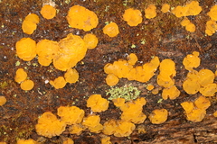 Dacrymyces corticioides