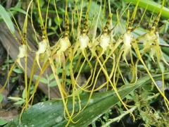 Brassia arcuigera
