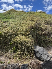 Drosanthemum candens
