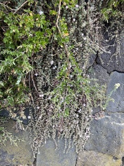 Drosanthemum candens