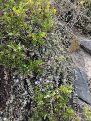 Drosanthemum candens