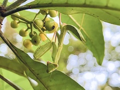 Hierodula patellifera