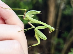 Hierodula patellifera