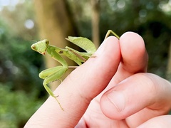 Hierodula patellifera