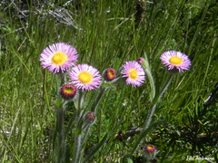 Erigeron andicola