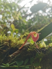 Pleurothallis ruberrima