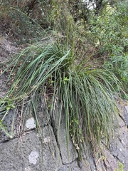 Dianella brevicaulis