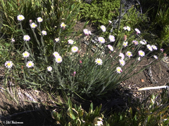 Erigeron andicola
