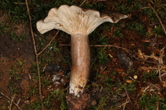 Lactarius mucidus