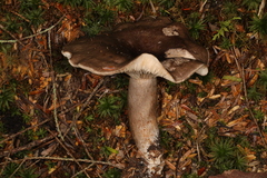 Lactarius mucidus