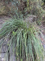 Dianella brevicaulis