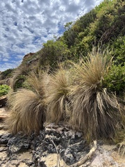 Austrostipa stipoides